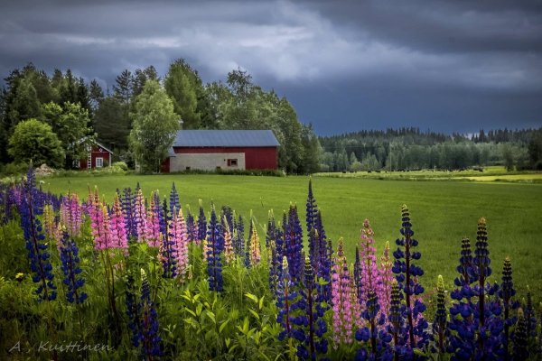 Природа Финляндии лето