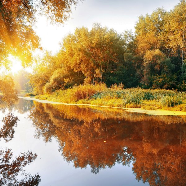 Доброе утро осень птички