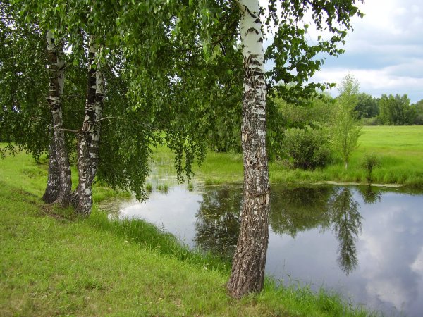 Природа Томска и Томской области