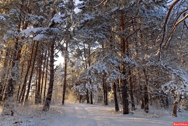 Василий Черемин художник Томск