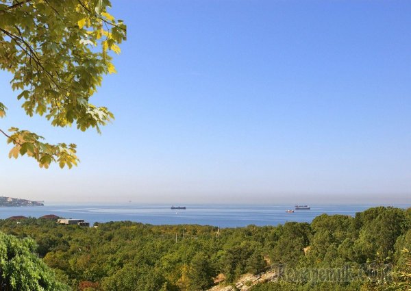 Джанхотский Бор сосны пицундской