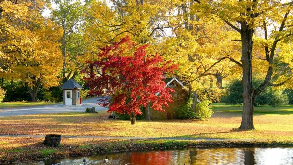 Осень в парке