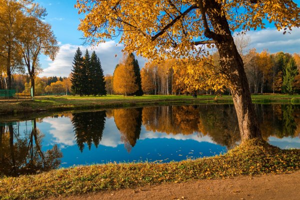 Павловск парк природа