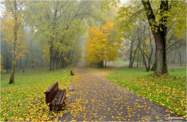 Осенний дождливый парк