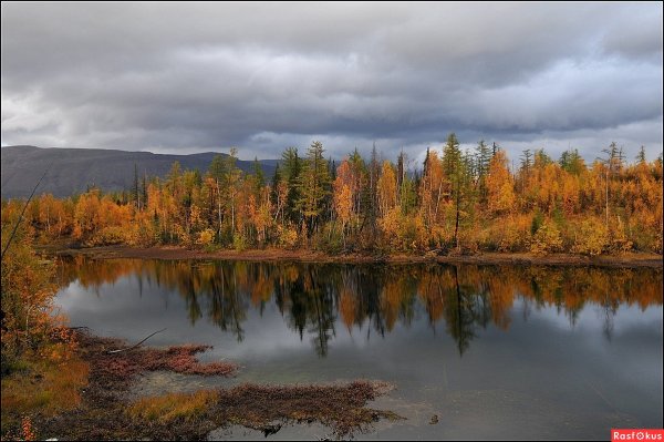 Полуостров Таймыр лес