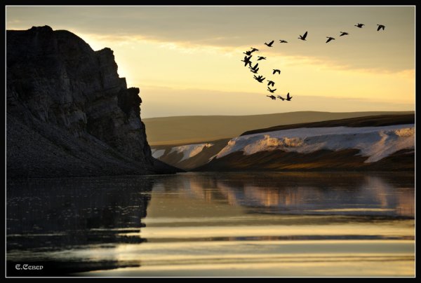 Плато Путорана птицы