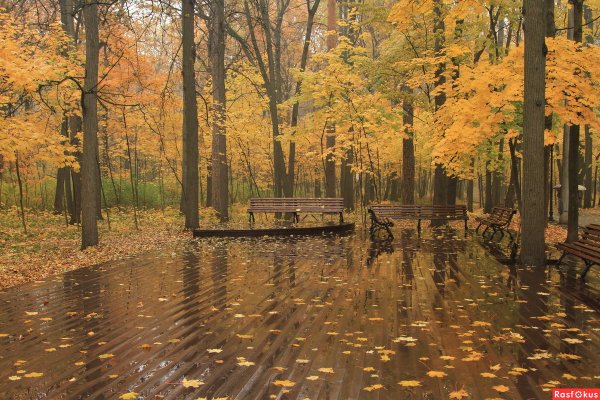 Дождь в осеннем лесу