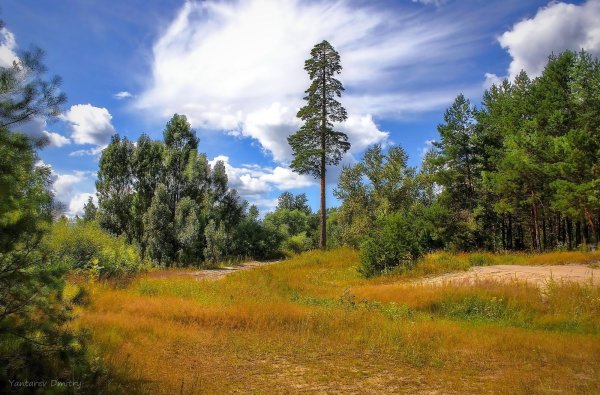 Природа Владимирской области