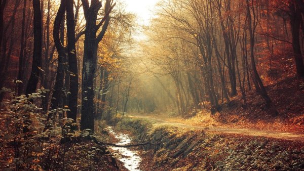 Осенний лес грустный