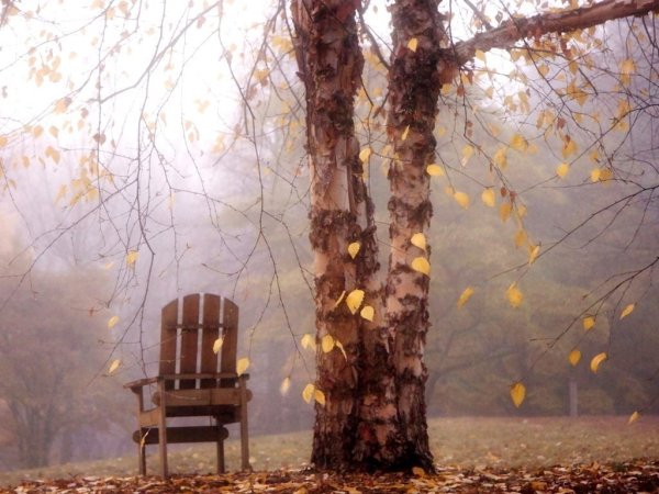 Поздняя осень в саду