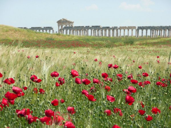 Растительность Сирии