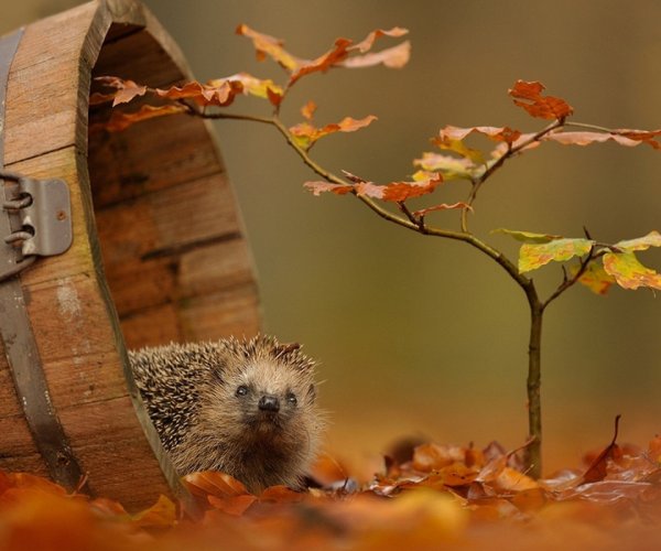 Забавные животные осенью