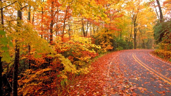 Осень художник Былич Александр Леонидович