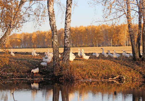 Ишимский район долгое озеро пейзаж