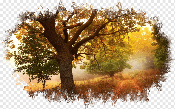 Осенний лес на прозрачном фоне