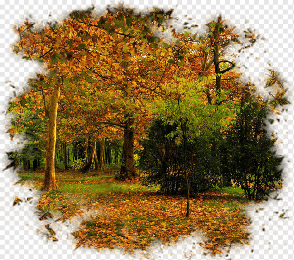 Осенний лес на прозрачном фоне