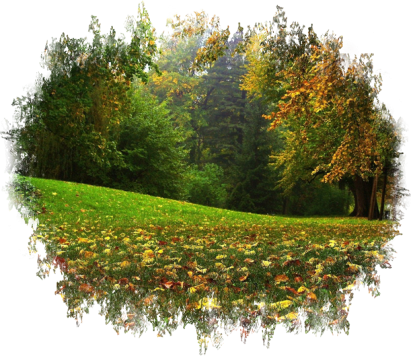 Лес на прозрачном фоне