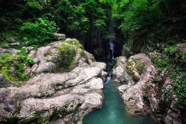 Кипарисы Абхазии в Абхазии
