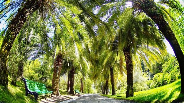 Парк Дендрарий Сочи с пальмами