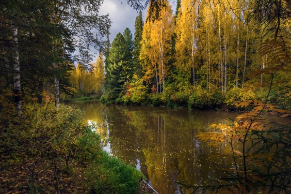 Осень в лесу