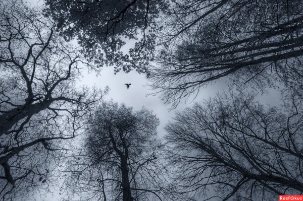 Меланхоличная природа