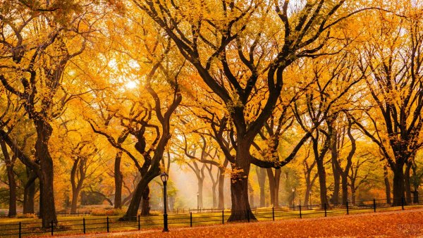 Осенний Елагин парк скамейки