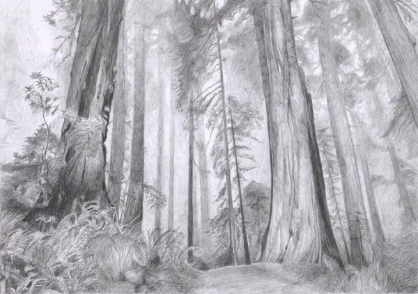 Лес рисунок