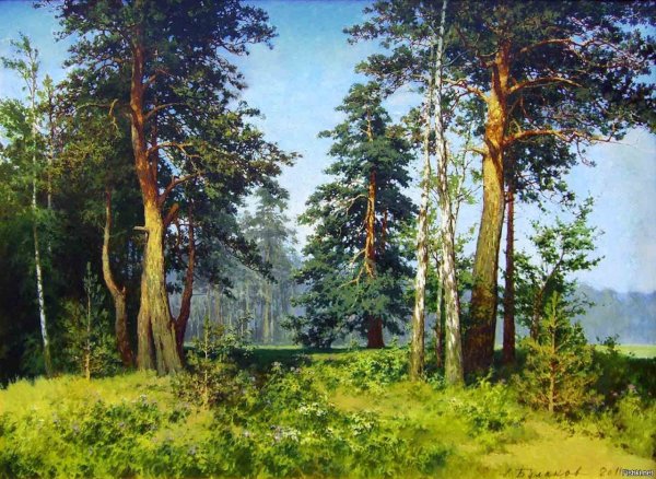 Шишкин сосны освещенные солнцем