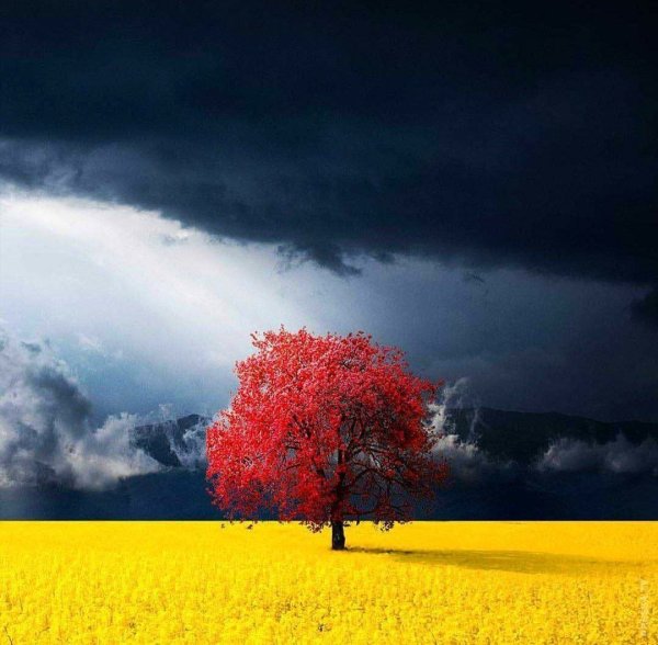 Цветовые контрасты в природе