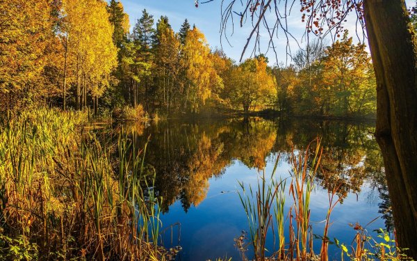 Золотая осень озеро природа река лес