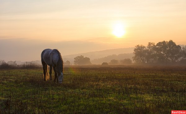 Июльское утро Бежин луг