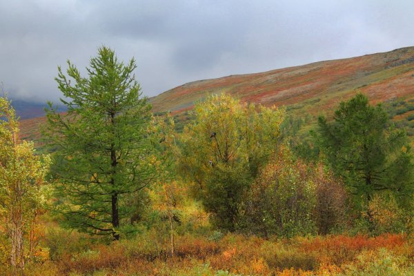 Воркута тундра