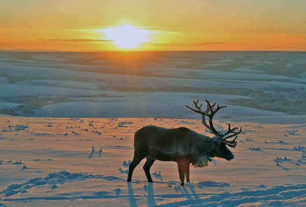 Воркута тундра оленеводы
