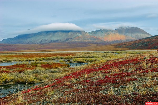 Природа Воркуты тундра