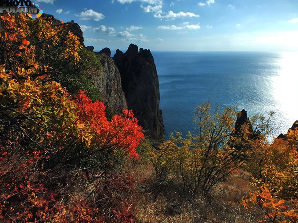 Коктебель лес