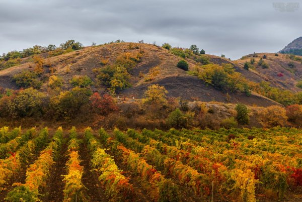 Феодосия виноградники