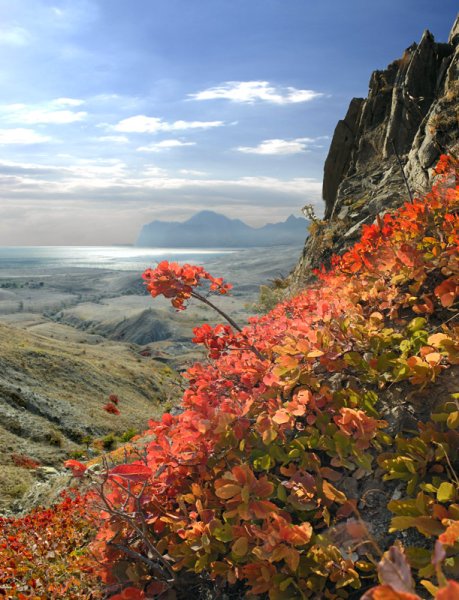 Скумпия в Крыму и море