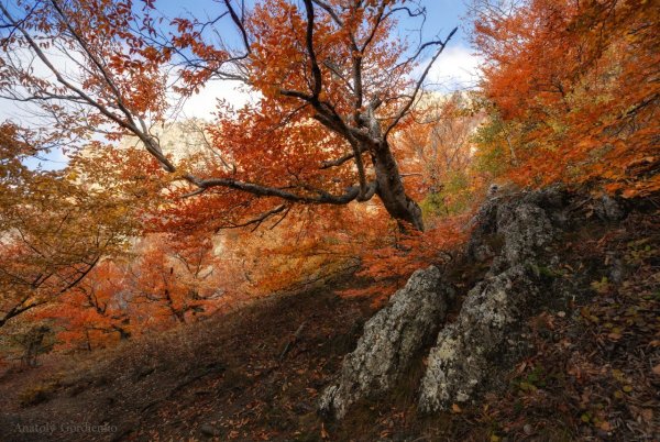 Осенний лес Демерджи