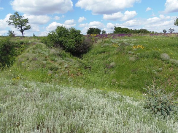 Степные балки у деревни Андреевка