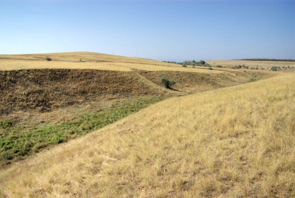 Лесостепь Воронежской области