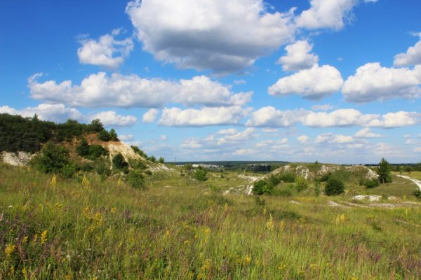 Ковыль Ставрополья Ставрополья