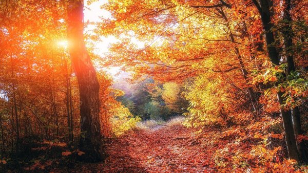 Красивый осенний лес