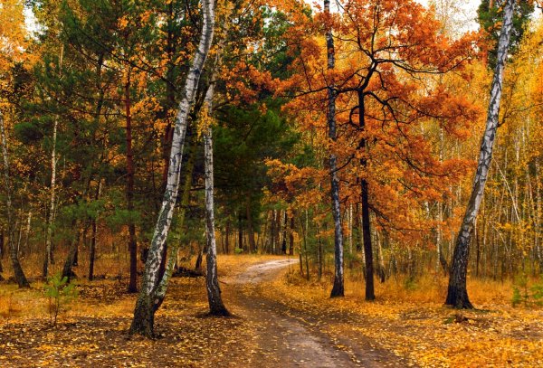 Тропинка в лесу осенью