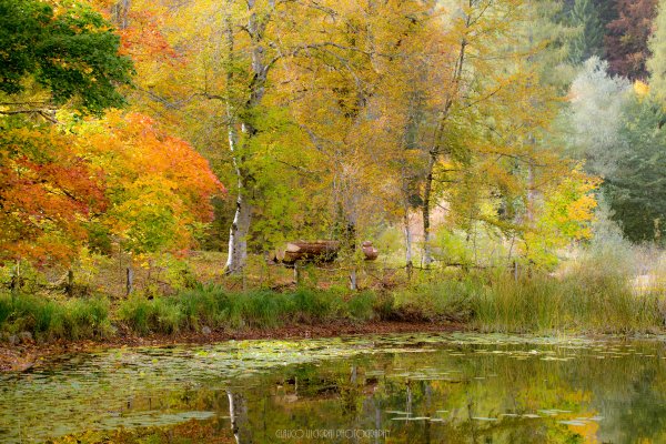 Осенний Лесной пейзаж