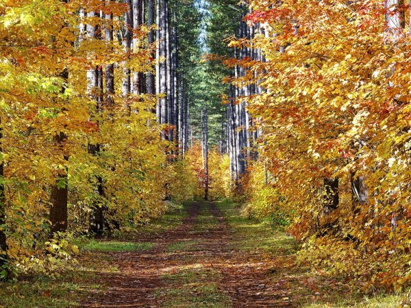 Осень в лесу