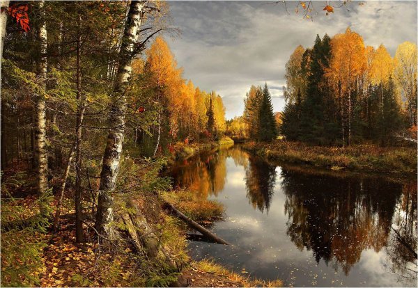 Река в осеннем лесу