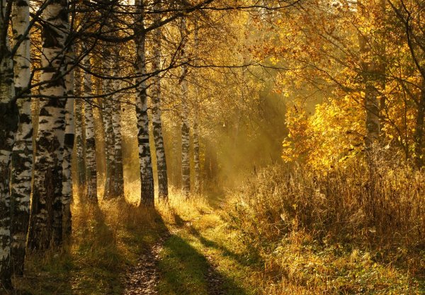 Ранняя осень в лесу