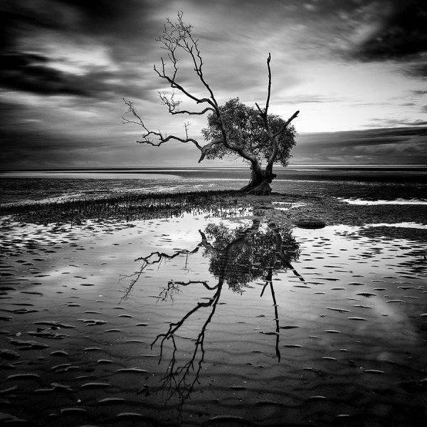 Черный цвет в природе