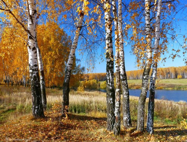 Береза осень