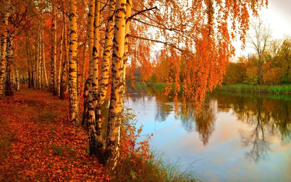 Золотая осень природа река